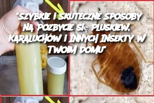 “Szybkie i Skuteczne Sposoby na Pozbycie się Pluskiew, Karaluchów i Innych Insekty w Twoim Domu”