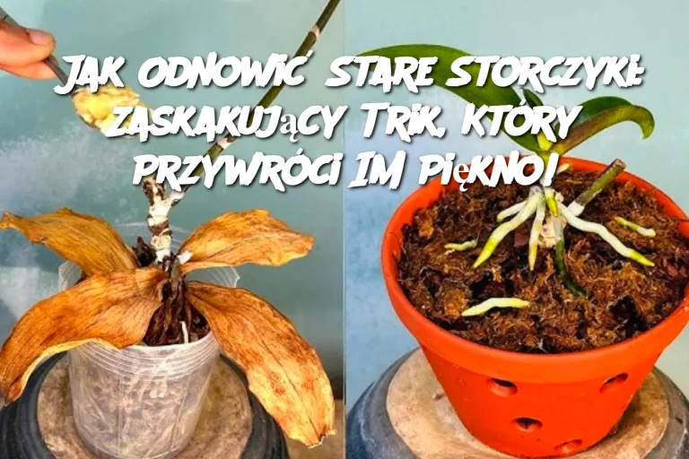 Jak Odnowić Stare Storczyki: Zaskakujący Trik, Który Przywróci Im Piękno!