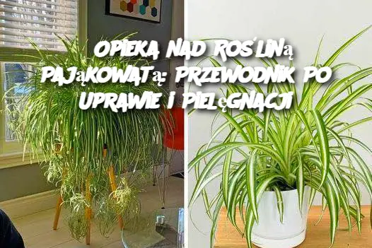 Wprowadzenie Roślina pająkowata (Chlorophytum comosum) to jeden z najpopularniejszych wybór wśród roślin doniczkowych, szczególnie ceniony za swoją odporność i łatwość w uprawie. Znana również jako „łzy matki” lub „pająk”, jest idealnym wyborem dla osób, które dopiero zaczynają swoją przygodę z roślinami doniczkowymi, ale również dla bardziej doświadczonych ogrodników. Dzięki swoim efektownym liściom, które rosną w formie promieni, roślina ta może być dekoracyjnym akcentem zarówno w mieszkaniu, jak i biurze.  Roślina pająkowata to także doskonały wybór dla osób szukających roślin oczyszczających powietrze, ponieważ, jak udowodniono, pomaga usuwać toksyny z otoczenia. W tym artykule podpowiemy, jak odpowiednio dbać o roślinę pająkowatą, aby rosła zdrowa i piękna przez cały rok.  Składniki (warunki do uprawy): Światło: Roślina pająkowata najlepiej rośnie w jasnym, ale nie bezpośrednim świetle. Idealnie nadają się do niej parapety, które są oświetlone pośrednim światłem, np. z okna skierowanego na wschód lub zachód.  Temperatura: Roślina preferuje umiarkowaną temperaturę, od 18°C do 24°C. Unikaj jej umieszczania w miejscach, gdzie temperatura może gwałtownie się zmieniać, np. w pobliżu grzejników, wentylatorów czy klimatyzacji.  Podłoże: Roślina pająkowata najlepiej rośnie w lekkiej, dobrze przepuszczalnej glebie. Możesz używać ziemi przeznaczonej dla roślin doniczkowych lub przygotować własną mieszankę, łącząc ziemię ogrodową z piaskiem lub perlitem.  Woda: Roślina pająkowata nie wymaga częstego podlewania. Warto pozwolić ziemi przeschnąć między podlewaniami, ale nie dopuszczać do jej całkowitego wyschnięcia. Woda powinna być letnia lub w temperaturze pokojowej, a nadmiar wody powinien być zawsze usuwany z podstawki.  Wilgotność: Roślina pająkowata preferuje umiarkowaną wilgotność powietrza. Jeśli powietrze w Twoim domu jest bardzo suche, możesz zwiększyć wilgotność, ustawiając roślinę na tacy z kamieniami i wodą lub używając nawilżacza powietrza.  Sposób pielęgnacji: Podlewanie: Pamiętaj, aby podlewać roślinę pająkowatą umiarkowanie, nie przelewając jej. W okresie zimowym podlewanie można ograniczyć, ponieważ roślina przechodzi w stan spoczynku.