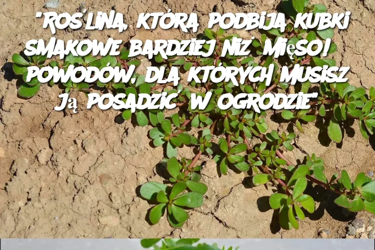 “Roślina, która podbija kubki smakowe bardziej niż mięso! 8 powodów, dla których musisz ją posadzić w ogrodzie”