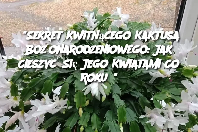 “Sekret Kwitnącego Kaktusa Bożonarodzeniowego: Jak Cieszyć Się Jego Kwiatami Co Roku?”