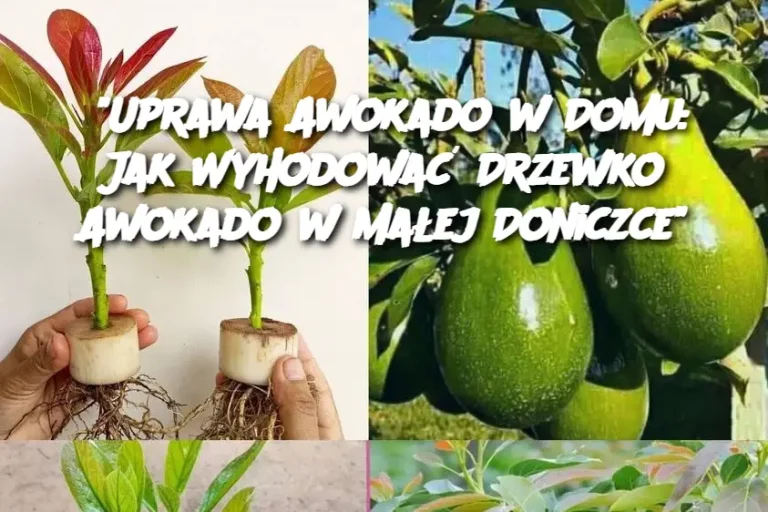 “Uprawa Awokado w Domu: Jak Wyhodować Drzewko Awokado w Małej Doniczce”