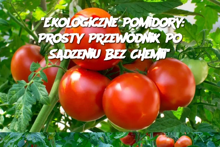 “Ekologiczne Pomidory: Prosty Przewodnik Po Sadzeniu Bez Chemii”