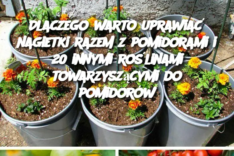 Dlaczego warto uprawiać nagietki razem z pomidorami i 20 innymi roślinami towarzyszącymi do pomidorów