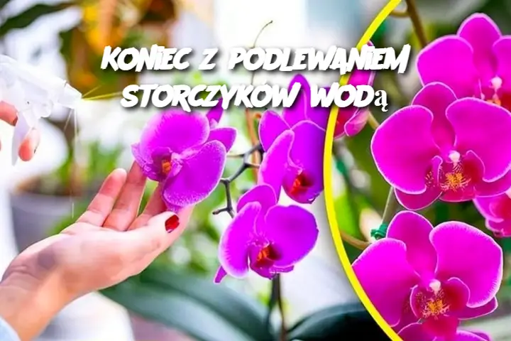 Koniec z podlewaniem storczyków wodą