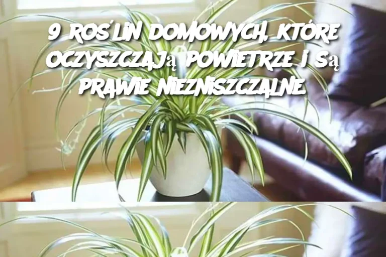 9 roślin domowych, które oczyszczają powietrze i są prawie niezniszczalne.