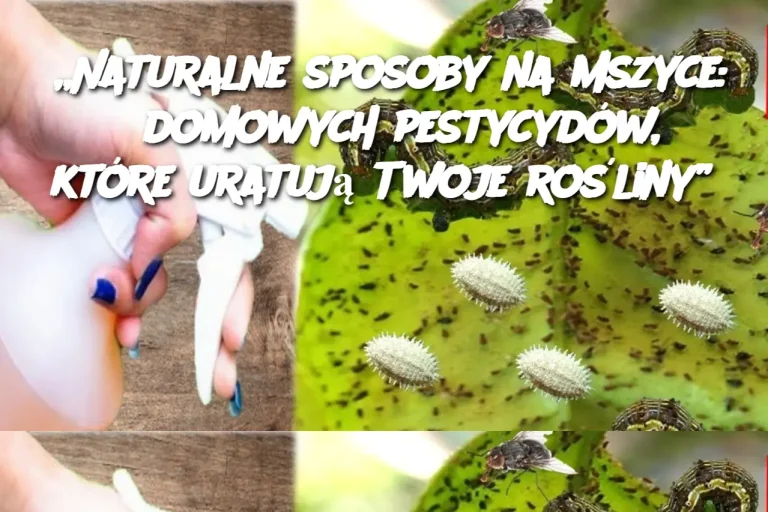 „Naturalne sposoby na mszyce: 5 domowych pestycydów, które uratują Twoje rośliny”