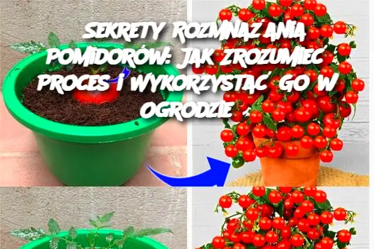 Sekrety Rozmnażania Pomidorów: Jak Zrozumieć Proces i Wykorzystać Go w Ogrodzie