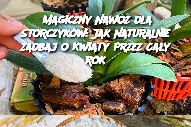 Magiczny Nawóz dla Storczyków: Jak Naturalnie Zadbaj o Kwiaty Przez Cały Rok