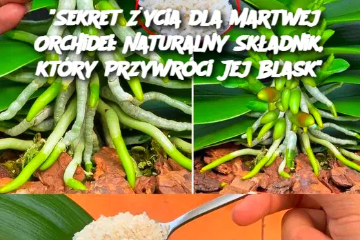 Sekret Życia dla Martwej Orchidei: Naturalny Składnik, który Przywróci Jej Blask