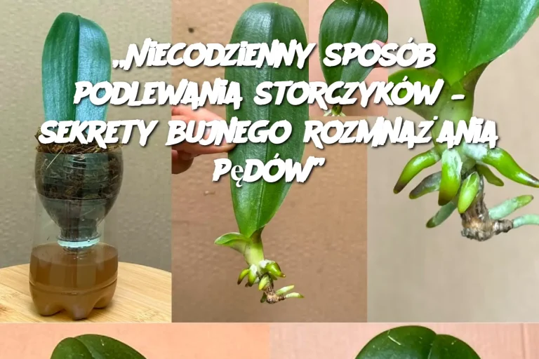 „Niecodzienny sposób podlewania storczyków – sekrety bujnego rozmnażania pędów”