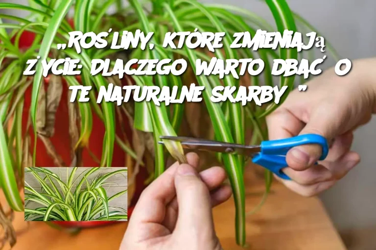 „Rośliny, które zmieniają życie: Dlaczego warto dbać o te naturalne skarby?”