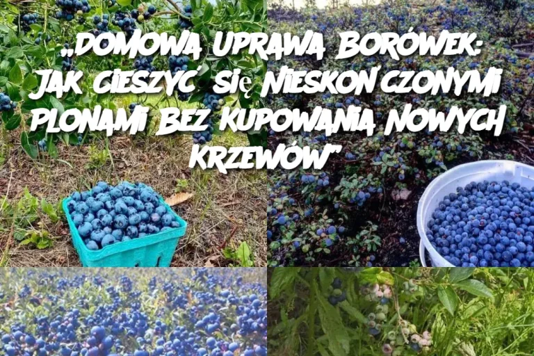 „Domowa Uprawa Borówek: Jak Cieszyć się Nieskończonymi Plonami Bez Kupowania Nowych Krzewów”