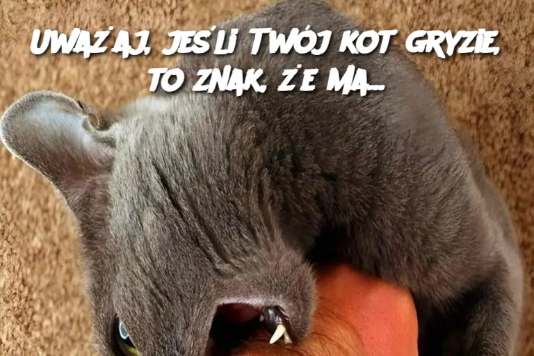 Uważaj, jeśli Twój kot gryzie, to znak, że ma…