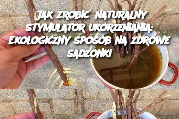 Jak zrobić naturalny stymulator ukorzeniania: Ekologiczny sposób na zdrowe sadzonki