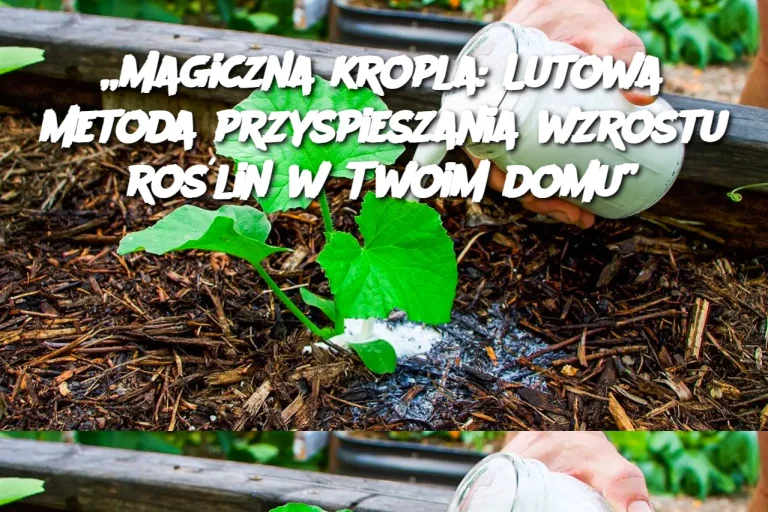 „Magiczna kropla: Lutowa metoda przyspieszania wzrostu roślin w Twoim domu”