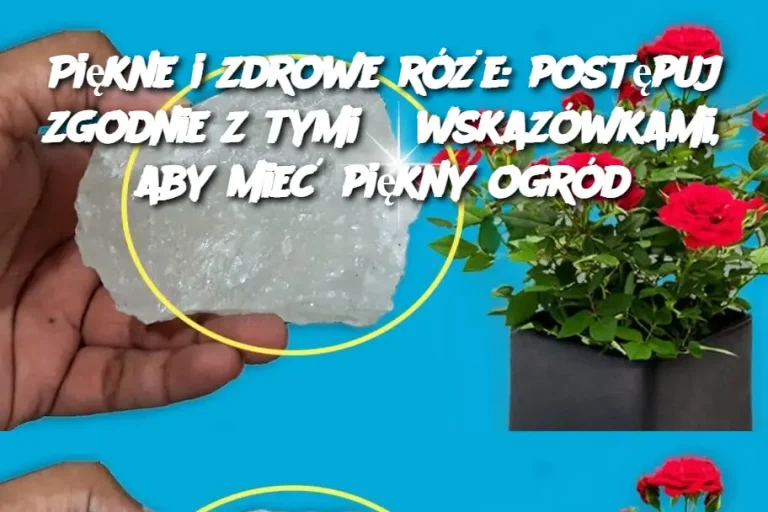 Piękne i zdrowe róże: postępuj zgodnie z tymi 5 wskazówkami, aby mieć piękny ogród