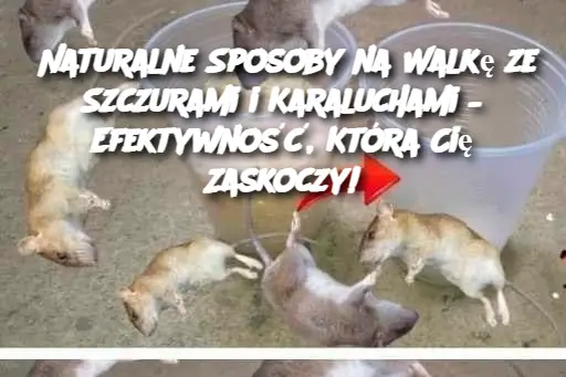 Naturalne Sposoby na Walkę ze Szczurami i Karaluchami – Efektywność, Która Cię Zaskoczy!