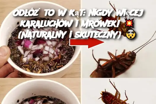 Odłóż to w kąt: nigdy więcej karaluchów i mrówek! 💥 (Naturalny i skuteczny) 🤯