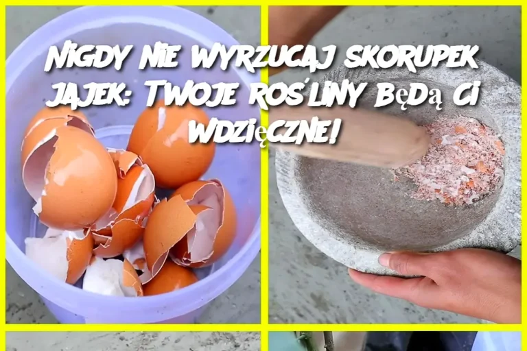 Nigdy nie wyrzucaj skorupek jajek: Twoje rośliny będą Ci wdzięczne!