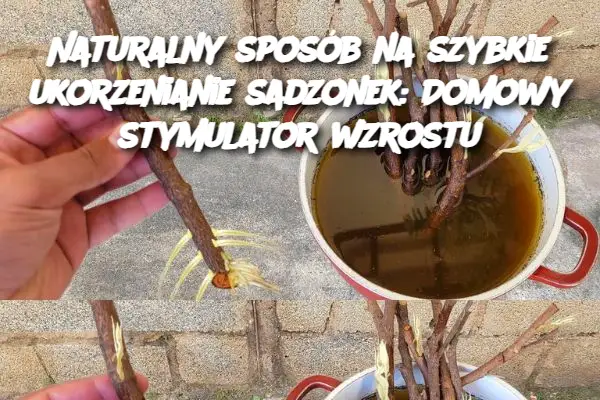 Naturalny sposób na szybkie ukorzenianie sadzonek: Domowy stymulator wzrostu