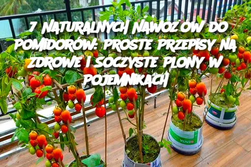 7 Naturalnych Nawożów do Pomidorów: Proste Przepisy na Zdrowe i Soczyste Plony w Pojemnikach