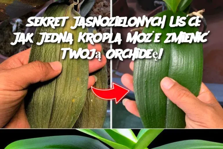 Sekret Jasnozielonych Liści: Jak Jedna Kropla Może Zmienić Twoją Orchideę!