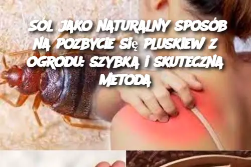 Sól jako naturalny sposób na pozbycie się pluskiew z ogrodu: szybka i skuteczna metoda