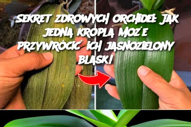 Sekret zdrowych orchidei: Jak jedna kropla może przywrócić ich jasnozielony blask!