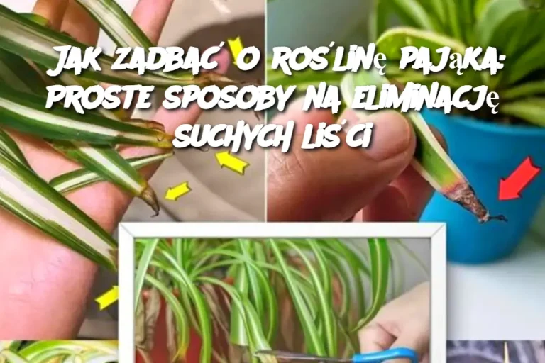 Jak zadbać o roślinę pająka: Proste sposoby na eliminację suchych liści