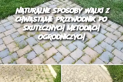 Naturalne Sposoby Walki z Chwastami: Przewodnik po Skutecznych Metodach Ogrodniczych