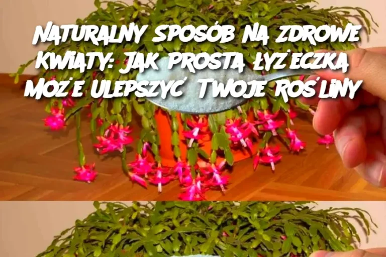 Naturalny Sposób na Zdrowe Kwiaty: Jak Prosta łyżeczka Może Ulepszyć Twoje Rośliny