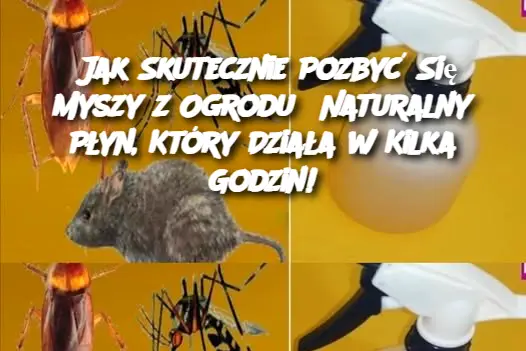 Jak Skutecznie Pozbyć Się Myszy z Ogrodu? Naturalny Płyn, Który Działa w Kilka Godzin!