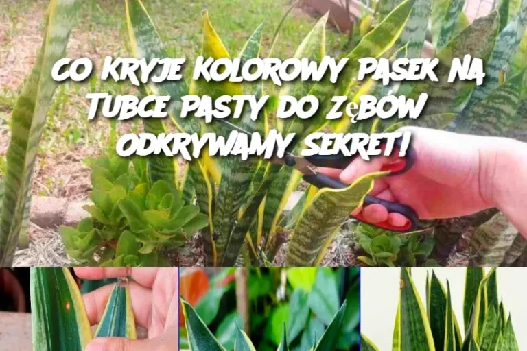 Co Kryje Kolorowy Pasek na Tubce Pasty do Zębów? Odkrywamy Sekret!