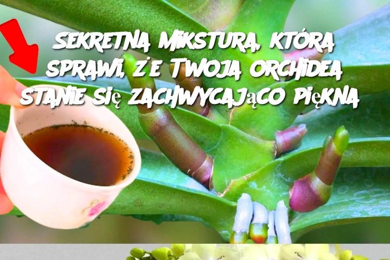 Sekretna mikstura, która sprawi, że Twoja orchidea stanie się zachwycająco piękna