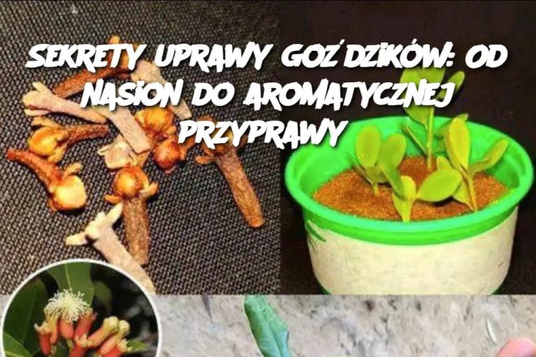 Sekrety uprawy goździków: Od nasion do aromatycznej przyprawy