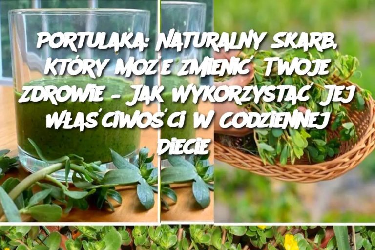 Portulaka: Naturalny Skarb, Który Może Zmienić Twoje Zdrowie – Jak Wykorzystać Jej Właściwości w Codziennej Diecie