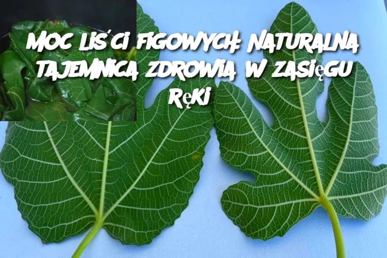 Moc liści figowych: Naturalna tajemnica zdrowia w zasięgu ręki