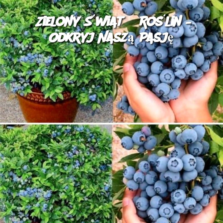 Zielony Świat Roślin – Odkryj Naszą Pasję