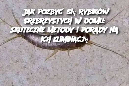 Jak pozbyć się rybików srebrzystych w domu: Skuteczne metody i porady na ich eliminację