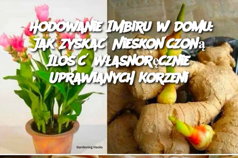 Hodowanie Imbiru w Domu: Jak Zyskać Nieskończoną Ilość Własnoręcznie Uprawianych Korzeni