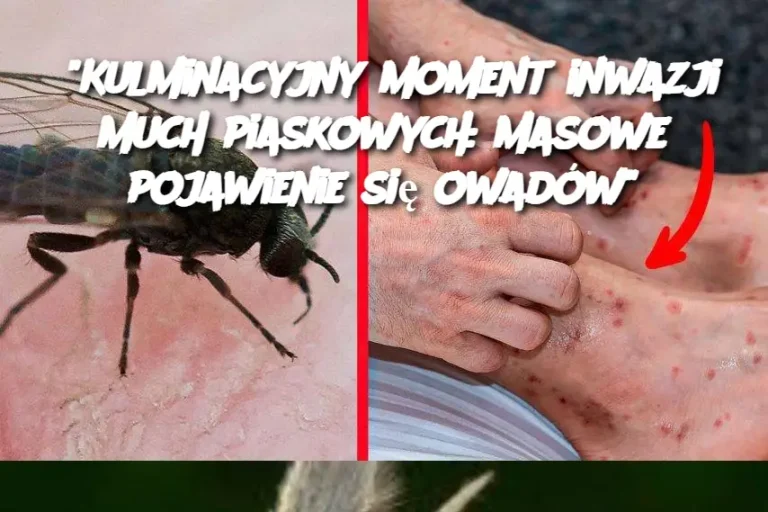 “Kulminacyjny moment inwazji much piaskowych: masowe pojawienie się owadów”