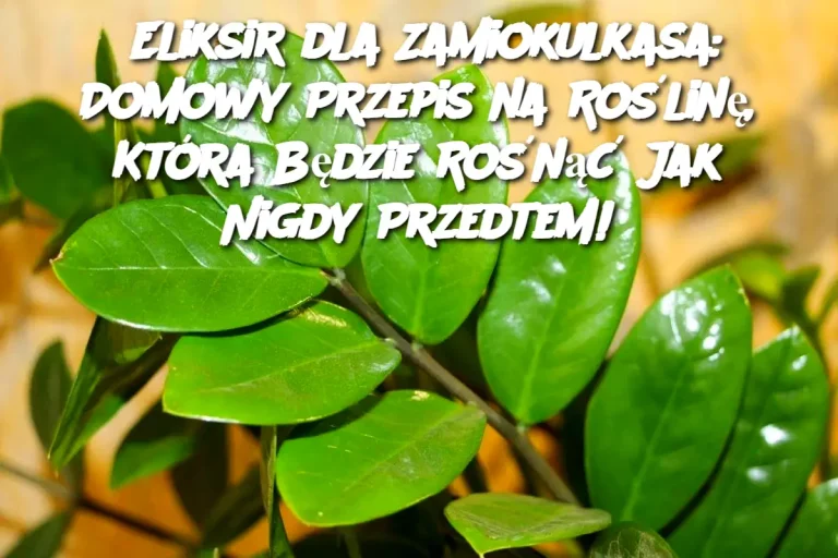 Eliksir dla Zamiokulkasa: Domowy Przepis na Roślinę, Która Będzie Rośnąć Jak Nigdy Przedtem!