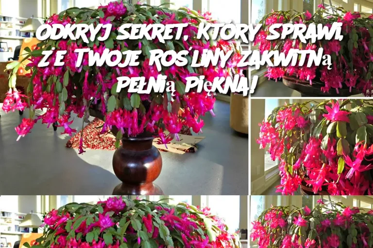 Odkryj Sekret, Który Sprawi, Że Twoje Rośliny Zakwitną Pełnią Piękna!