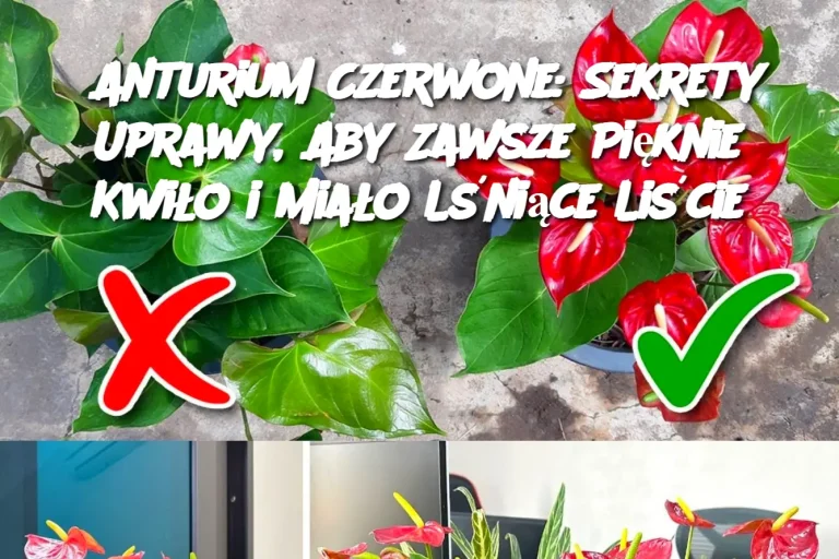 Anturium Czerwone: Sekrety Uprawy, Aby Zawsze Pięknie Kwiło i Miało Lśniące Liście