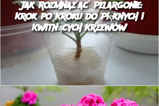 Jak Rozmnażać Pelargonie: Krok po Kroku do Pięknych i Kwitnących Krzewów