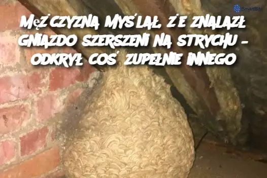 Mężczyzna myślał, że znalazł gniazdo szerszeni na strychu – odkrył coś zupełnie innego