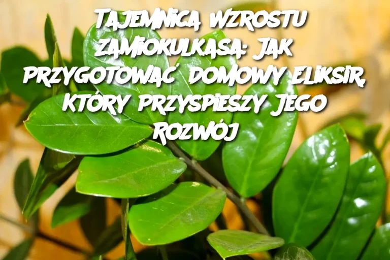 Tajemnica Wzrostu Zamiokulkasa: Jak Przygotować Domowy Eliksir, Który Przyspieszy Jego Rozwój