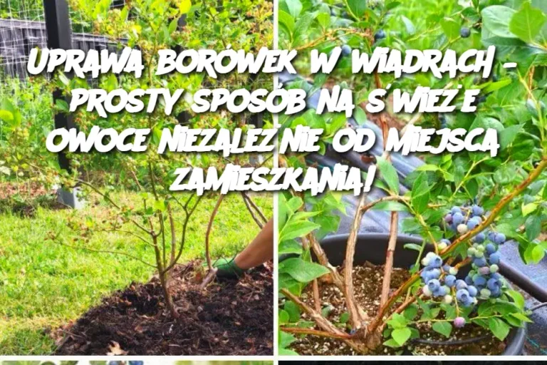 Uprawa borówek w wiadrach – prosty sposób na świeże owoce niezależnie od miejsca zamieszkania!