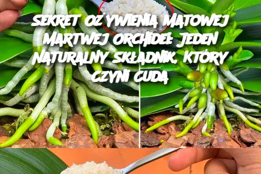 Sekret Ożywienia Matowej Martwej Orchidei: Jeden Naturalny Składnik, Który Czyni Cuda